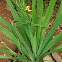 Trimezia martinicensis (Jacq.) Herb.